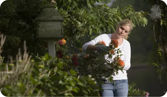 kobieta przycina róże w ogrodzie